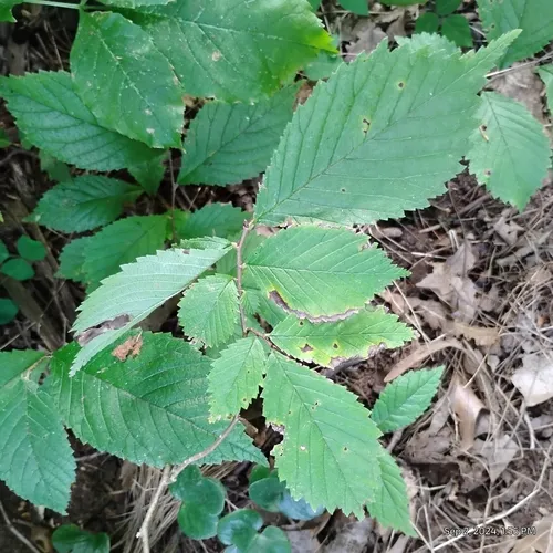 slippery elm