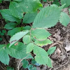 slippery elm thumbnail 1