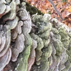 Mossy Maze Polypore thumbnail 4
