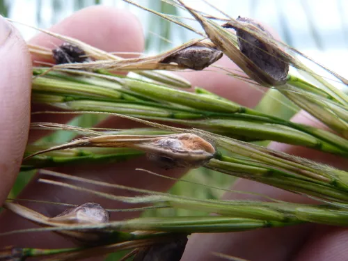 Fusarium heterosporum