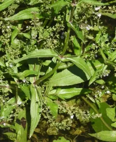 chain speedwell thumbnail 4