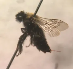 Black-fronted turret bee thumbnail 4