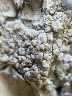 Frosted Rim-lichen thumbnail 4