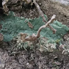 Trichoderma viride thumbnail 3