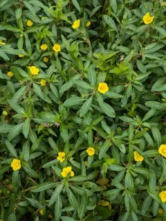 floating primrose-willow thumbnail 4