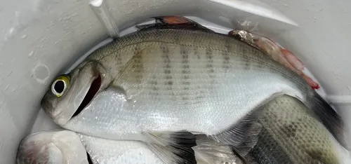 Walleye Surfperch