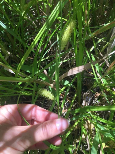 Schweinitz's Sedge