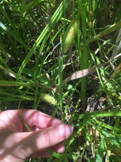 Schweinitz's Sedge thumbnail 1