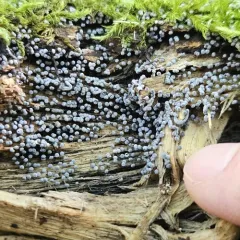 Physarum cinereum thumbnail 3