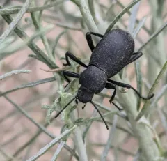 Eleodes humeralis thumbnail 4