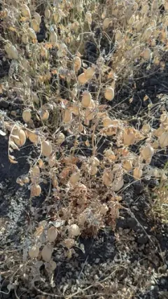chickpea thumbnail 3
