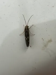 Neureclipsis bimaculata thumbnail 3
