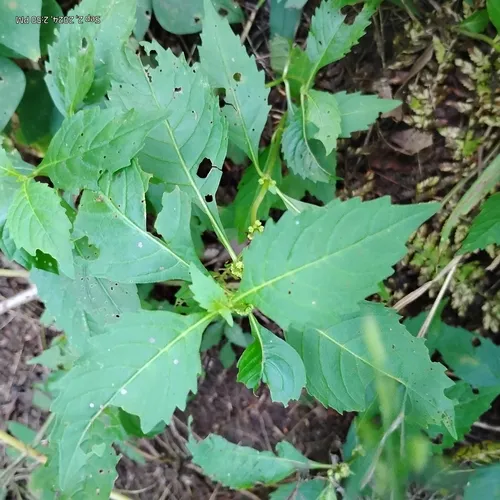 sweet bugleweed
