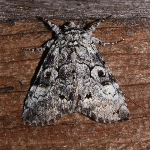 Laugher Moth