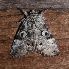 Laugher Moth thumbnail 1