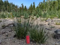 Mount Shasta sedge thumbnail 2
