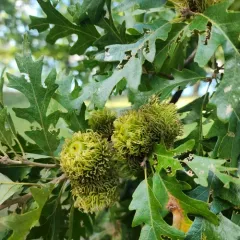 Turkey Oak thumbnail 4