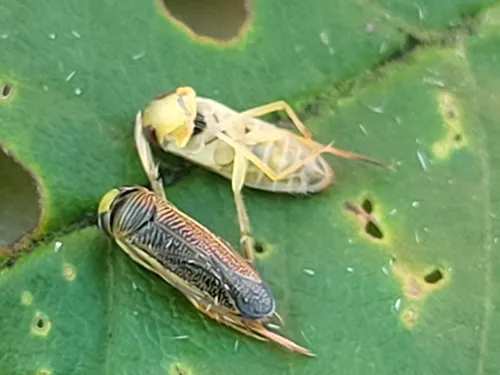 Sigara solensis