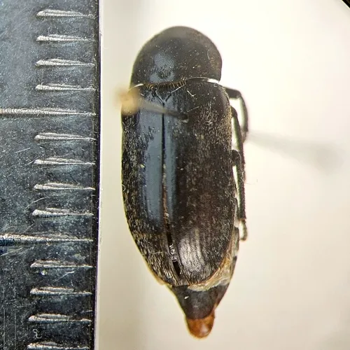 Common Carrion Beetle