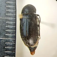 Common Carrion Beetle thumbnail 1