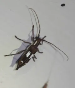 Spotted Apple Tree Borer thumbnail 2