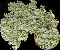 Appalachian Speckleback Lichen thumbnail 3