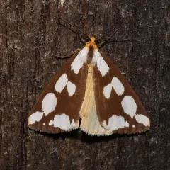 Confused Haploa Moth thumbnail 2