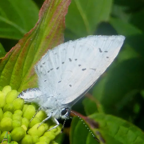 Echo Azure