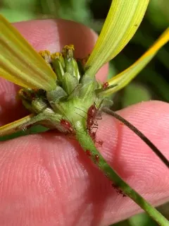 Sow-thistle Aphid thumbnail 3