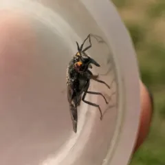 Chrysops noctifer thumbnail 4