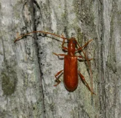 Red Longhorned Beetle thumbnail 4