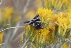 Sympistis chalybdis thumbnail 1