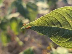 Red Sunflower Seed Weevil thumbnail 4
