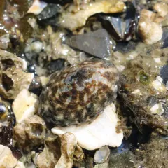 Shield Limpet thumbnail 3