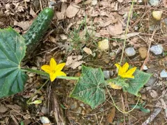 Cucumber thumbnail 3