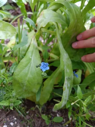 Ceylon Forget Me Not