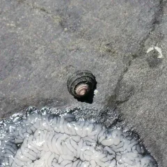 Sitka Periwinkle thumbnail 3