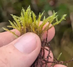 Straw Spear-moss thumbnail 4