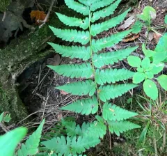 Clinton's wood fern thumbnail 4