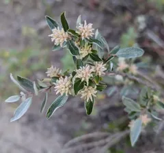 short-fruit willow thumbnail 1