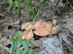 Gymnopus striatipes thumbnail 2