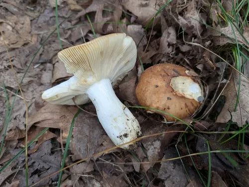 Russula subrubescens