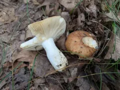 Russula subrubescens thumbnail 1