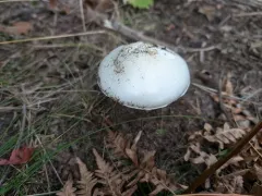 Garlic-odored Death Cap thumbnail 4