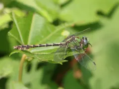 Sioux Snaketail thumbnail 4