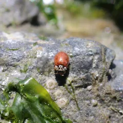 Painted Lady Beetle thumbnail 4