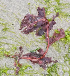 red sea leaf thumbnail 4