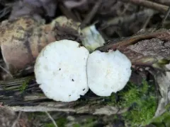 Pluteus leucoborealis thumbnail 4