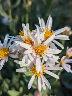 blueleaf aster thumbnail 3