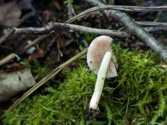 Psathyrella conissans thumbnail 4